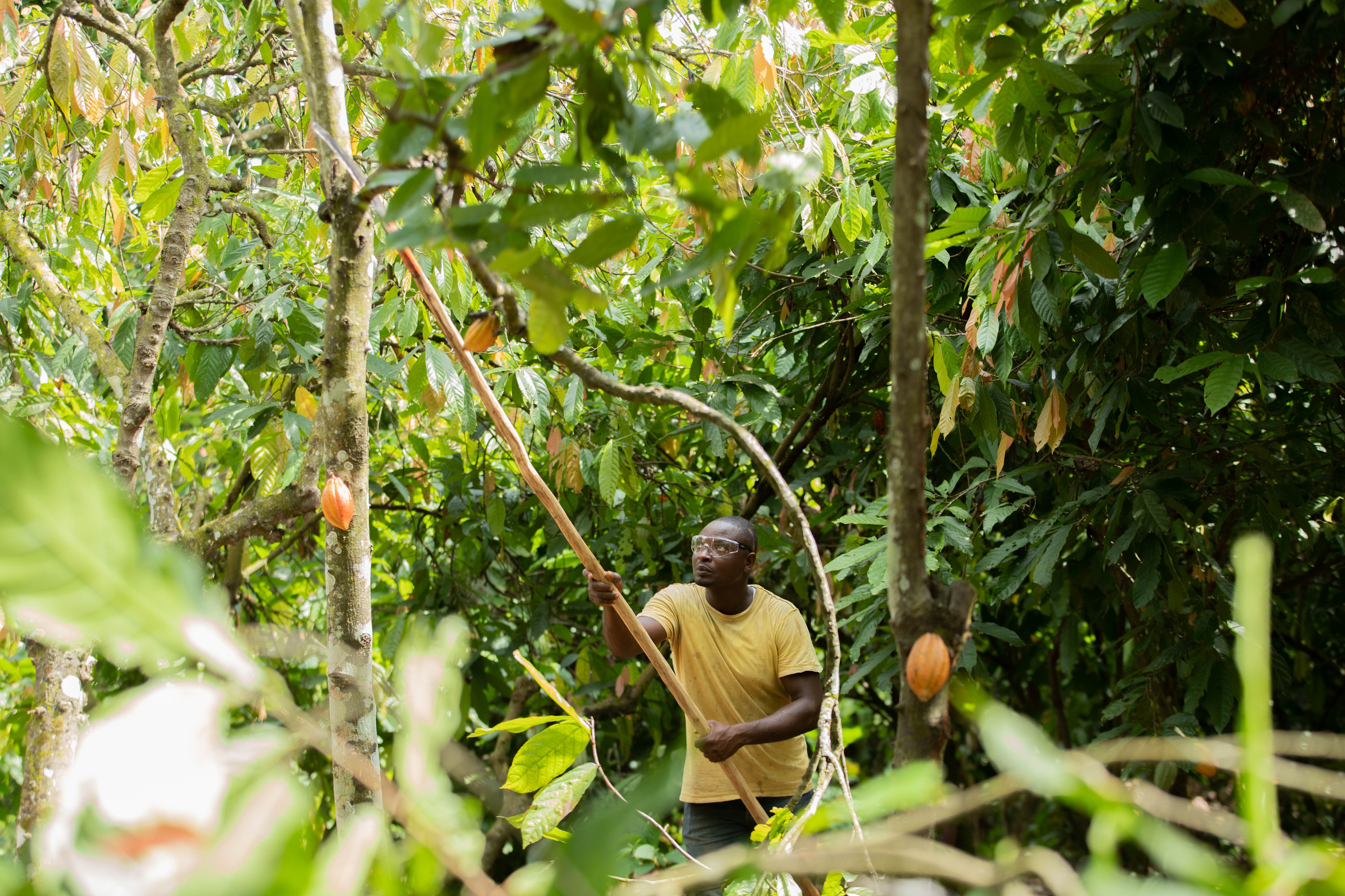 More Sustainably  Grown cocoa