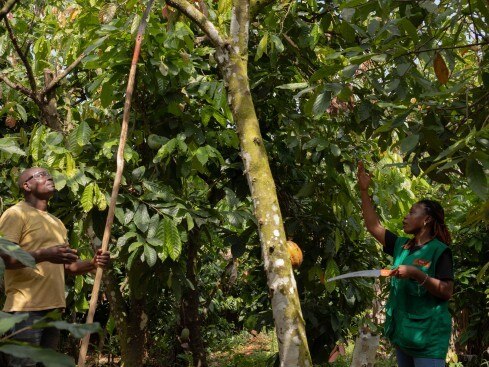 Improving the way farming is done, such as pruning Improving the way farming is done, such as pruning