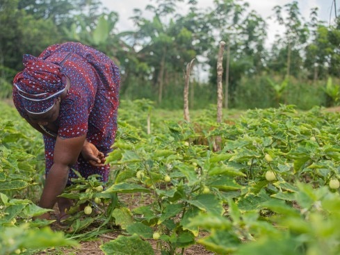 Planting forest and fruit trees on cocoa farms Planting forest and fruit trees on cocoa farms